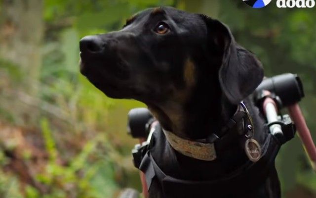 wheelchairdog2_e