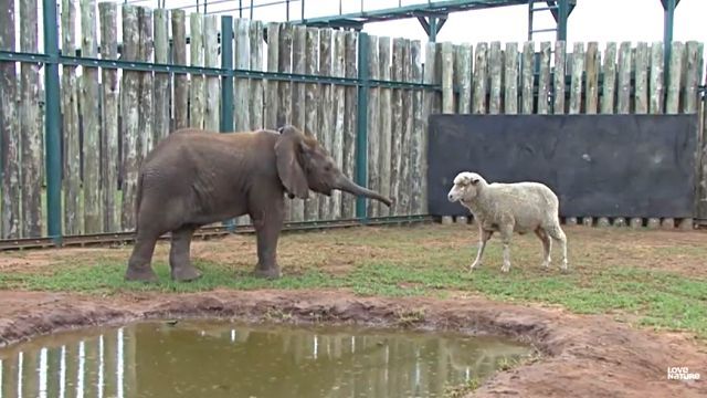 sheepnelephant5