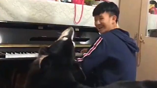 malamutesinging2