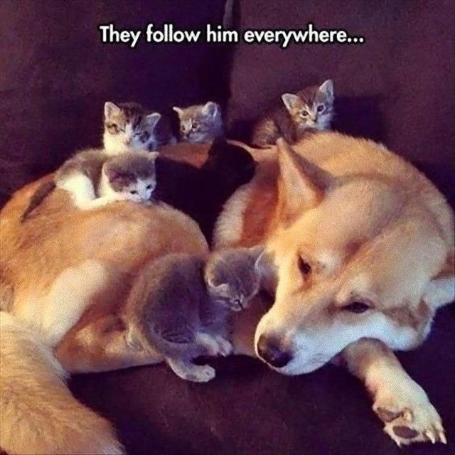 catndogcute14_e