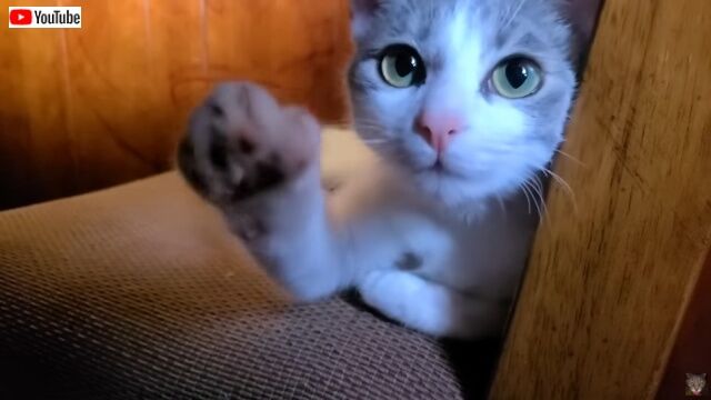 つぶらな瞳は何を語る？保護子猫、飼い主さんを見つめながらそっと手を差し伸べる