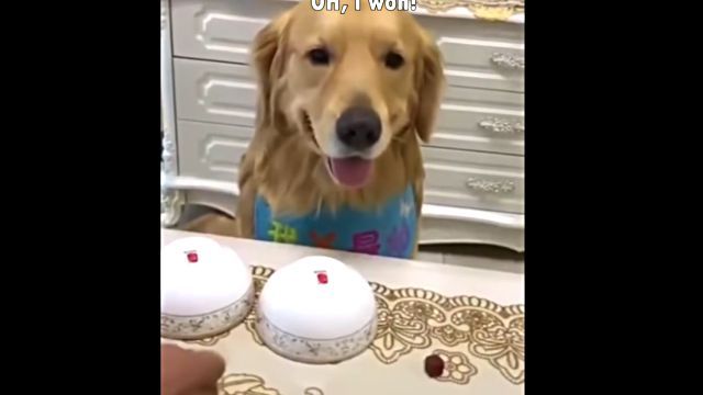 shellgame4