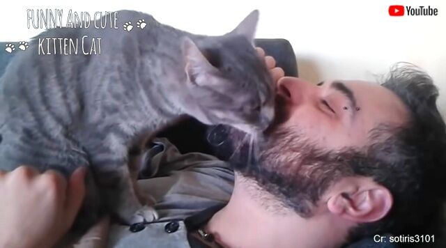 catnowner6_640