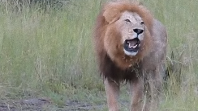lion-3_e