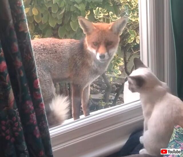 foxncat3_640