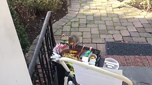 squirrelthief4
