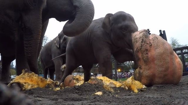 elephantnpumpkin3_e