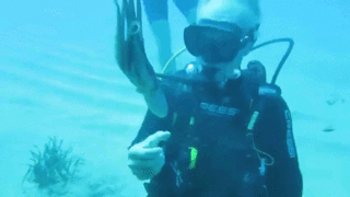 octopusplaying