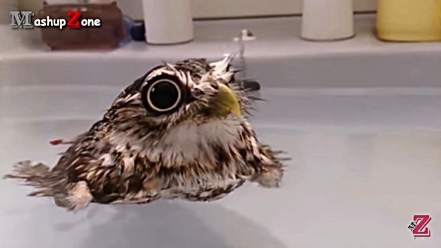cuteowl0