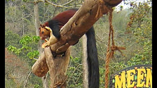 indianGiantSquirrel3
