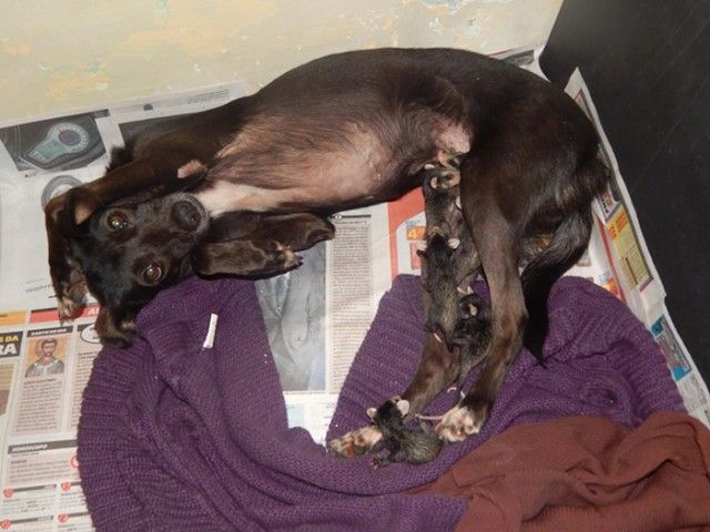 dog-adopts-opossums-baby-orphans-stephanie-maldonado-1_e