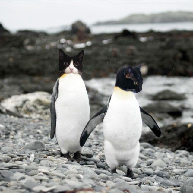 penguin4_e