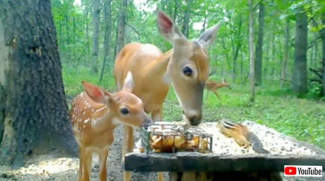 これはリアルなディズニーの世界？緑の森の一角で、リスと鹿の親子がランチパーティー