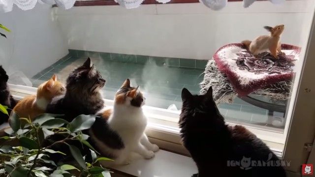 cutekittens6_e