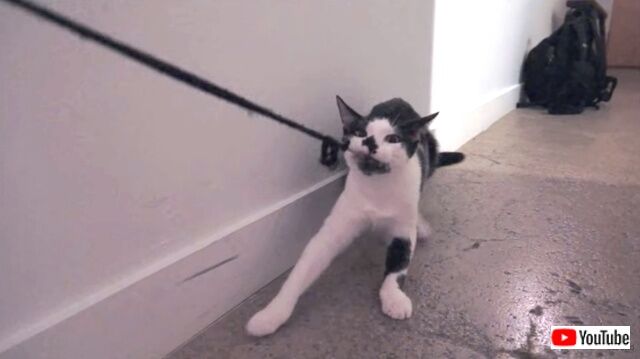 howtowalkurhuman2_640