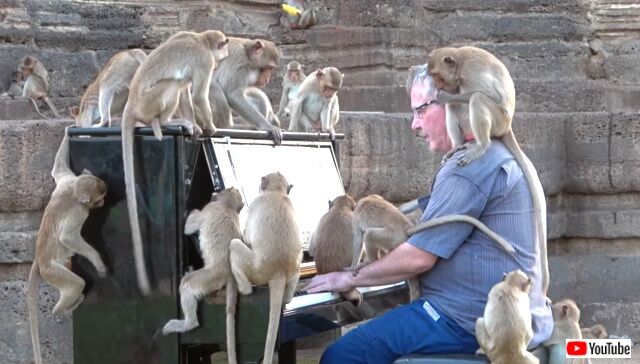 piano4macaques6_640