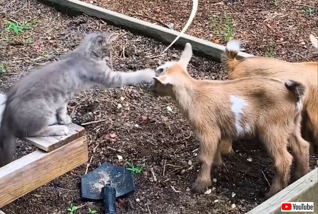 ボクってホントは山羊だった？農場に迷い込んだ子猫、山羊といっしょに過ごすうちにだんだん行動が山羊化してきた件