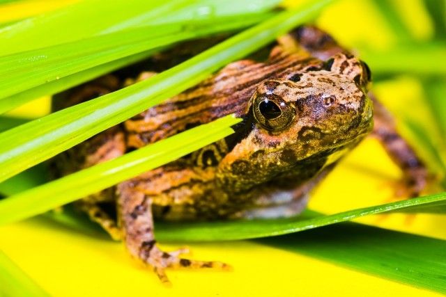 tree-frog-382072_960_720_e