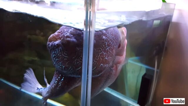 flowerhorn1_640
