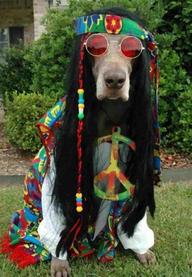 hippie_e