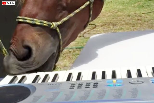 horseplayingpiano0_640