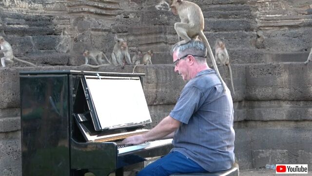 piano4macaques2_640