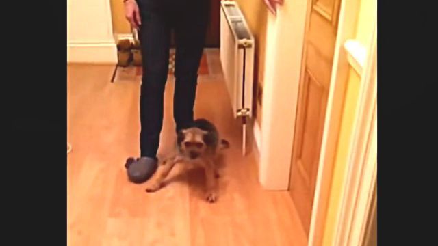 floordog5