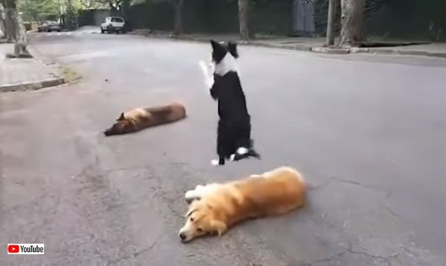 fluffyfailsfurrywins4_640