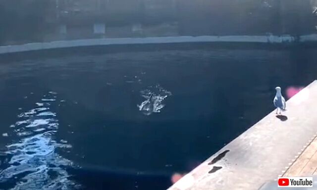 dolphinseagull1_640