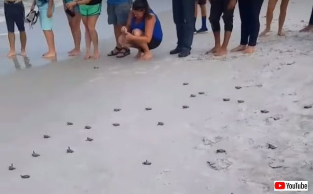 babyseaturtles0_640