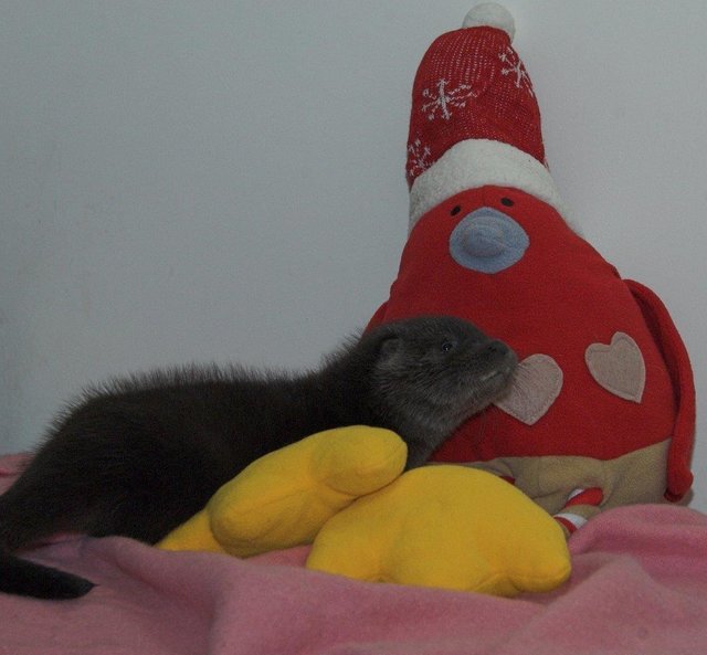 otter-4