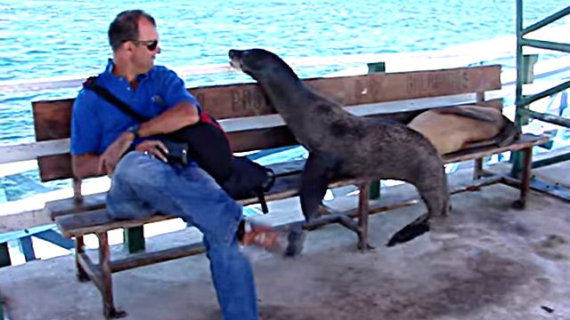 GalapagosSeaLion2