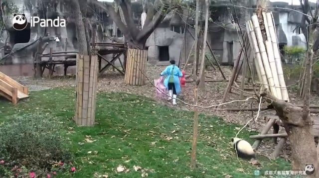 babypandastoy2_e