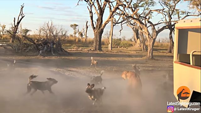 lionessnwilddogs3