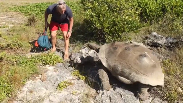 matingtortoises8_e