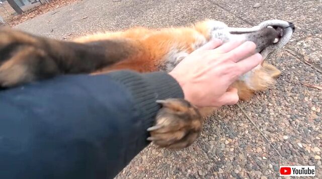 foxes3_640
