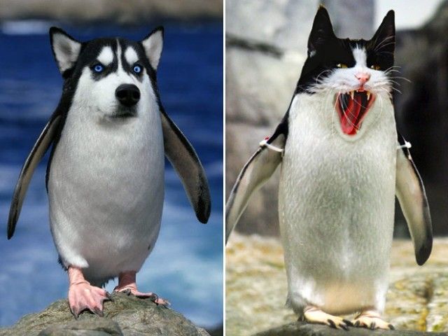 penguin2_e
