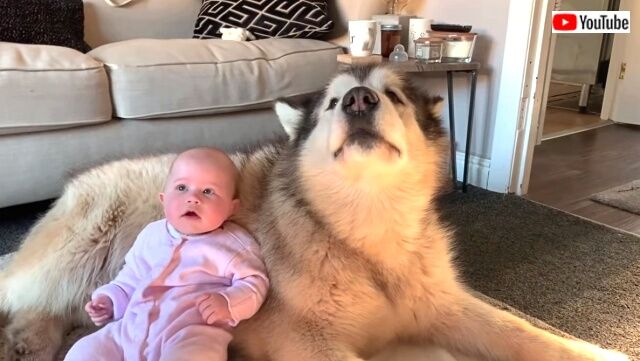 dogswbaby6_640