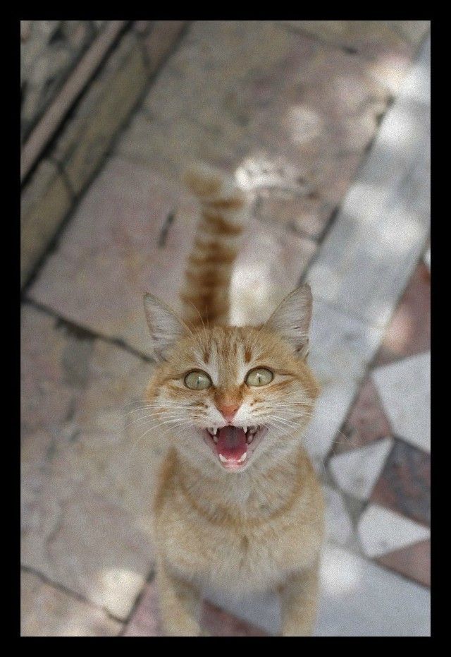 catintheworld16_e