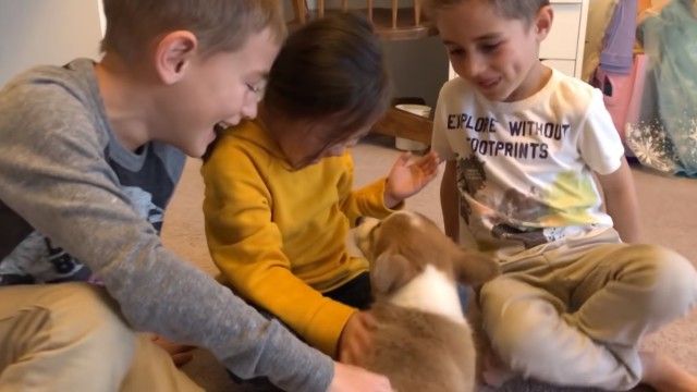 corgipuppy3_e