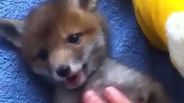 かわいすぎ キツネの赤ちゃんをモフる動画が海外掲示板で話題に マランダー