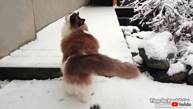 ragdollsnsnow5_640