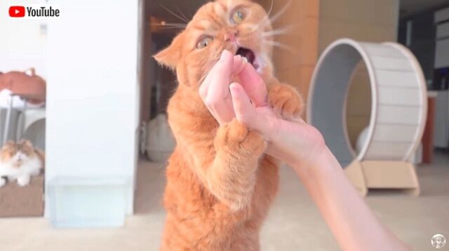smartcats4_640