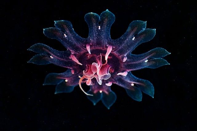 underwater-jellyfish-alexander-semenov-aquatis-28_e