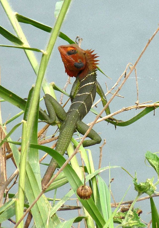 420px-GreenforestLizard-Calotescalotes_e