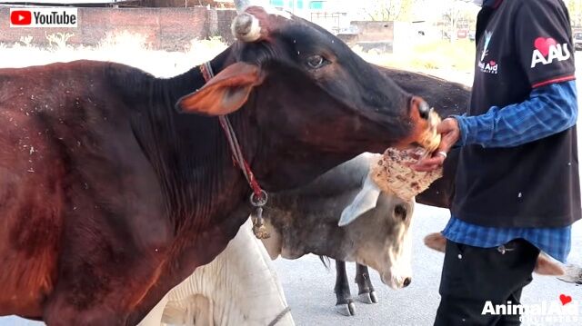 feedinganimals7_640