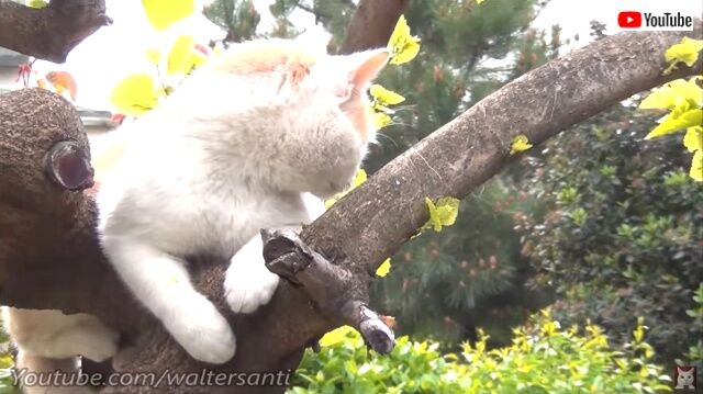 catsrbackinlove2_640
