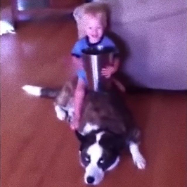 funnyanimalsnkids11_e