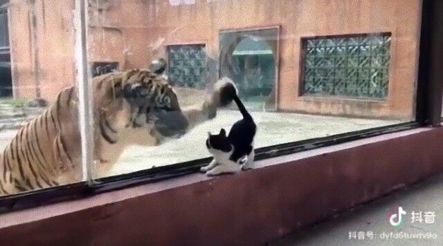 子猫とトラの間の超えられない壁？ある日動物園で1匹と1頭が出会ったのだが