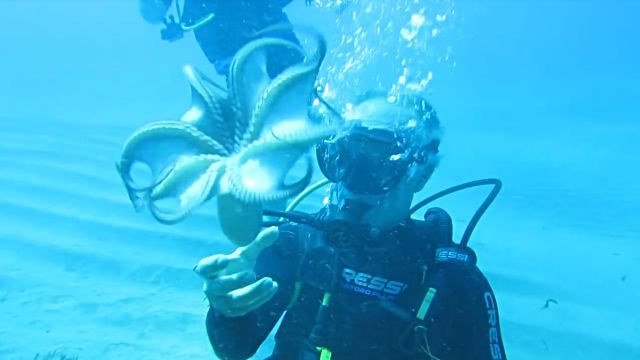 octopusplaying1